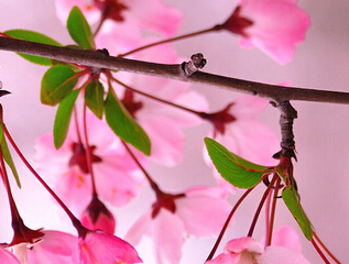山东樱花基地.在泰安樱花基地