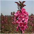 山东芭蕾舞批发价格