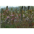 山东樱花基地