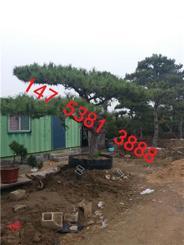 泰安造型松 