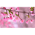 泰山樱花,山东泰山樱花供应商