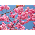 泰山樱花