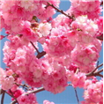 泰安樱花.山东泰安樱花