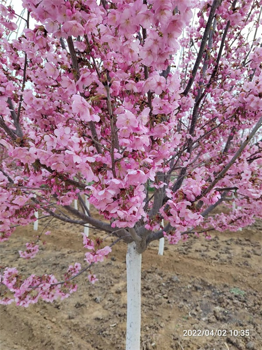泰安阳光樱,山东泰安宏鑫樱花种植基地