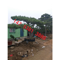 泰安造型松 
