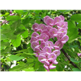 山东香花槐