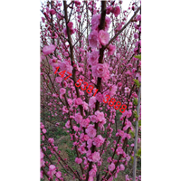 泰安榆叶梅 