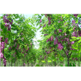 泰安香花槐基地