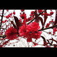 山东红叶碧桃