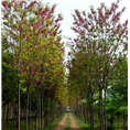 泰安香花槐