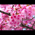 泰安樱花