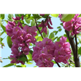 山东泰安香花槐