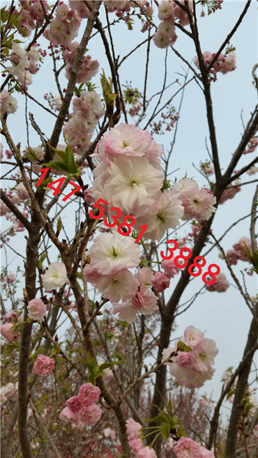 泰安樱花 