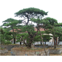 泰安造型油松基地