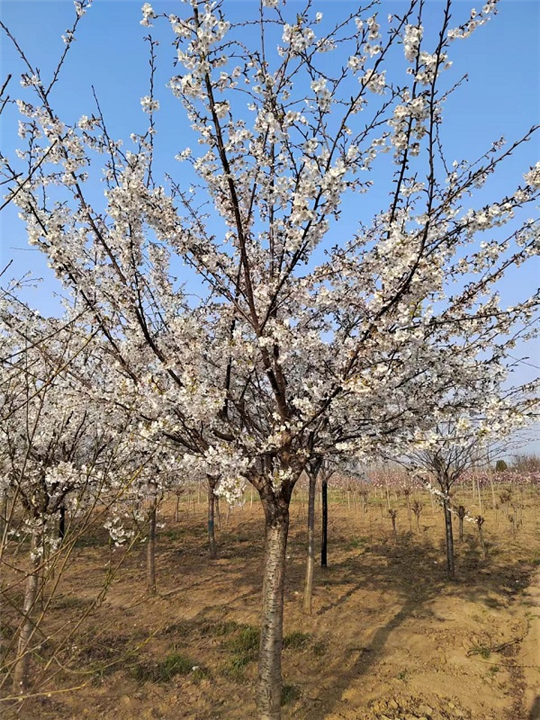 山东泰安染井吉野樱