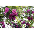 山东香花槐价格