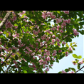 山东樱花基地电话.泰安樱花