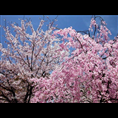 山东泰安樱花 