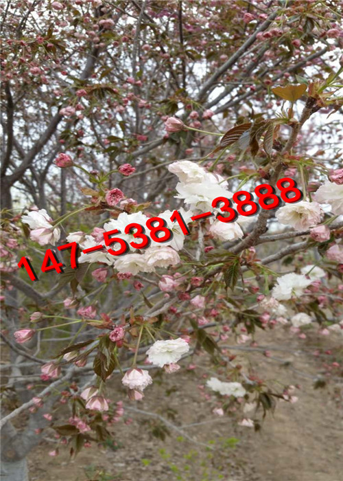 樱花 
