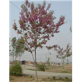 山东泰安香花槐