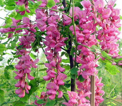 泰安香花槐,山东泰安香花槐,香花槐小苗