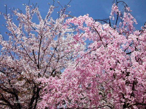 山东泰安樱花 