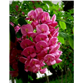 泰安香花槐