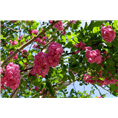 泰安香花槐——山东泰安香花槐价格 