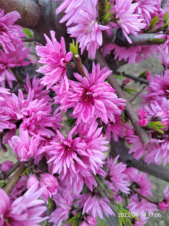 山东菊花碧桃