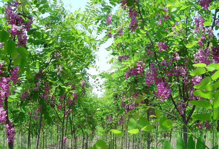 山东香花槐种植基地