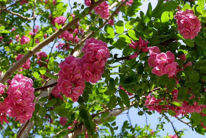 泰安香花槐——山东泰安香花槐价格 