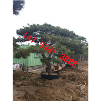 泰安造型松 