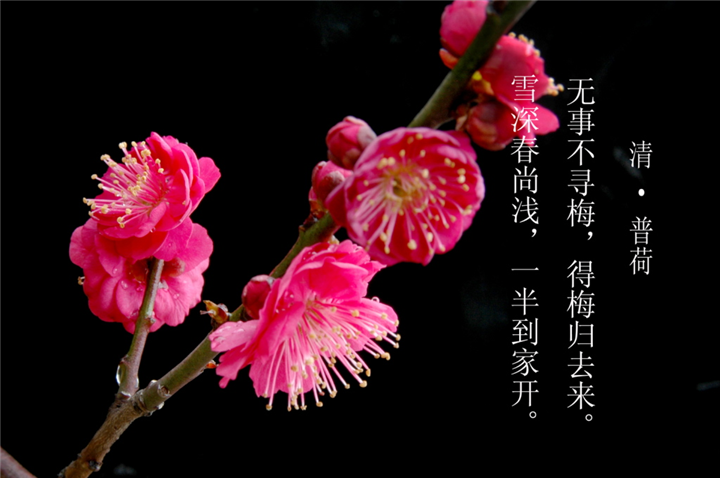 泰安腊梅基地