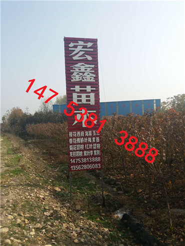 泰安樱花 