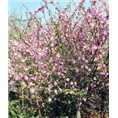 山东泰安樱花