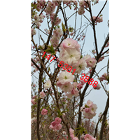 泰安樱花 