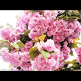 泰安樱花