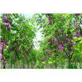 山东香花槐种植基地
