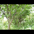 山东泰安樱花