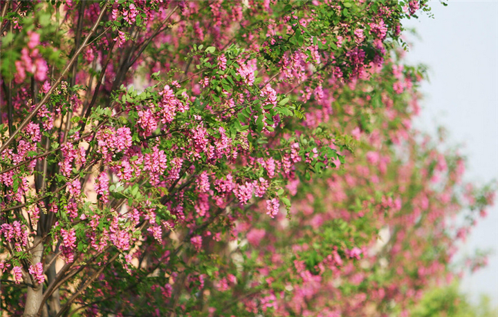 泰安香花槐.山东香花槐