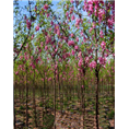 泰安香花槐小苗