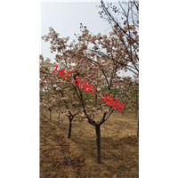 泰安樱花 
