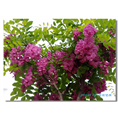 泰安香花槐树苗