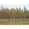 山东泰安香花槐