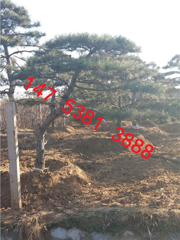泰安造型松 