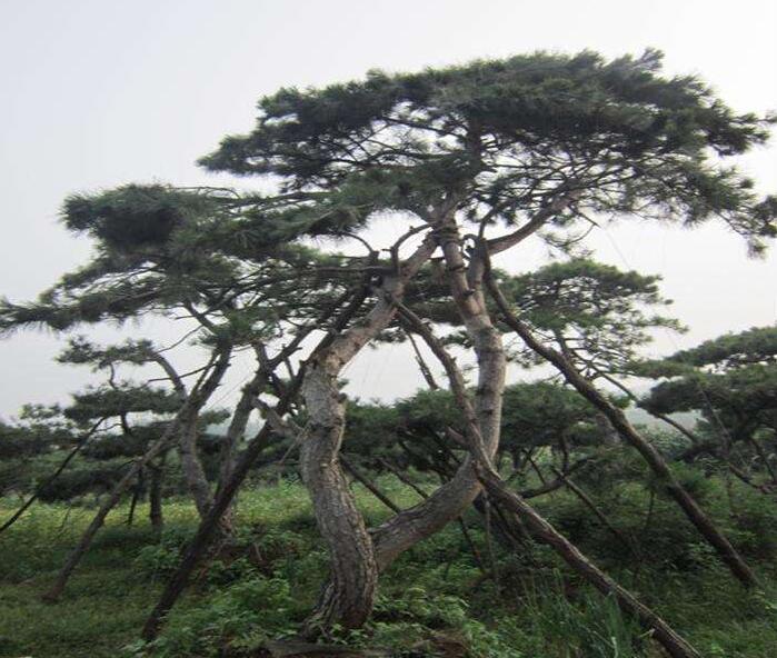 泰安造型油松