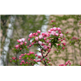 山东西府海棠种植基地