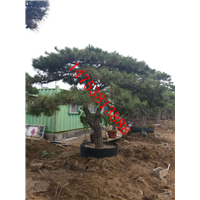 泰安造型松