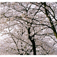 泰安樱花基地