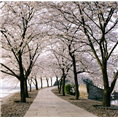 泰山樱花基地